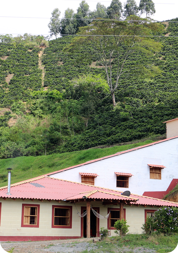 A farmhouse with a red roof on a lush green hillside coffee plantation.