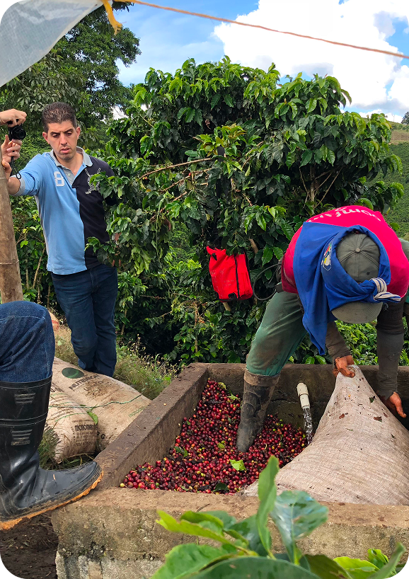 Farmers sorting freshly harvested red coffee cherries.